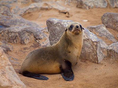 棕褐色海豹弧脑膜石头毛皮海滩生活海洋动物群野生动物支撑海岸生态图片