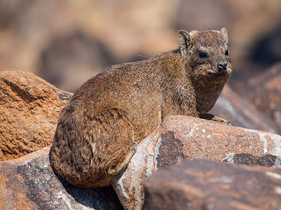 Dassie 鼠地铁伤寒悬崖登山者石头动物毛皮警报衬套哺乳动物荒野野生动物图片