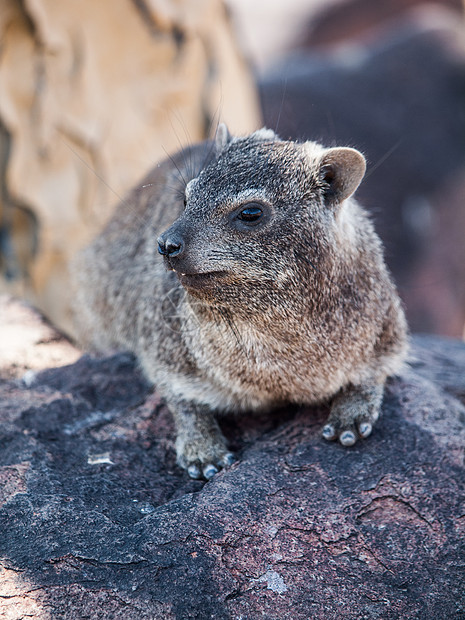 Dassie 鼠地铁伤寒葡萄园森林休息悬崖说谎沙漠衬套警报荒野岩石图片