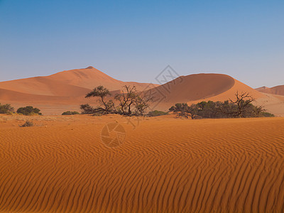 Namid 沙漠的红丘图片