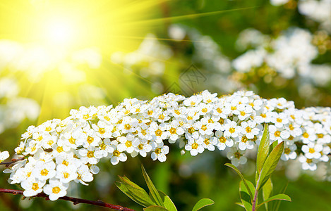 白丝卷花(Meadowsweet)图片