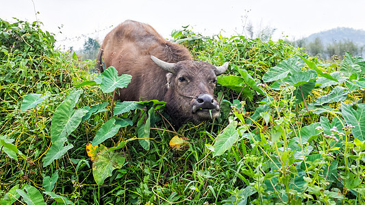 在泰国田里的水牛风景乡村食物肌肉团体文化场地绿色动物植物图片