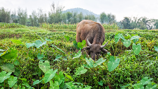 在泰国田里的水牛地球团体场地肌肉哺乳动物绿色农场动物传统食物图片