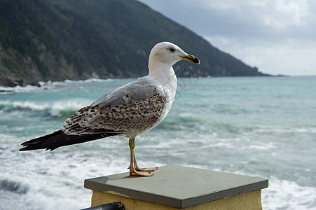 海鸥海鸟野生动物荒野孤独海滩海岸公司图片