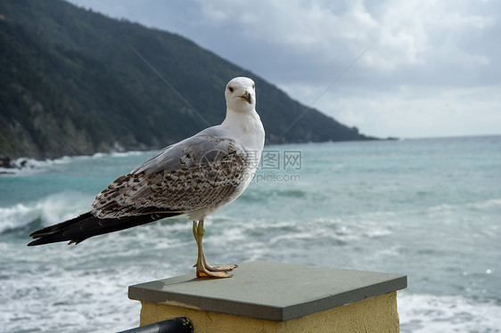 海鸥孤独荒野海滩海岸海鸟野生动物公司图片