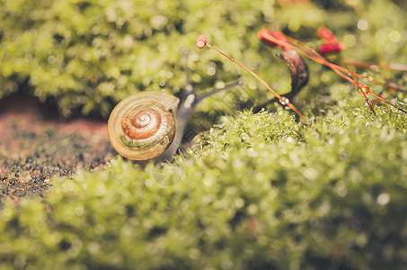 刺目树和苔花园叶子植物环境棕色宏观绿色野生动物蜗牛热带图片