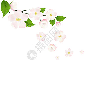 粉红苹果树花边框图片