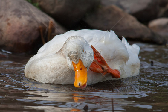 白鸭飞溅反射脖子野生动物男性观鸟公园橙子水禽池塘水坑图片