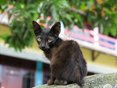 小猫咪动物宠物异国绿色风景鸟羽火山房子村庄热带图片