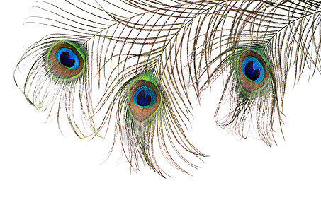 白上孤立的孔雀羽毛美丽情调眼睛宏观装饰金子野生动物动物艺术尾巴风格背景