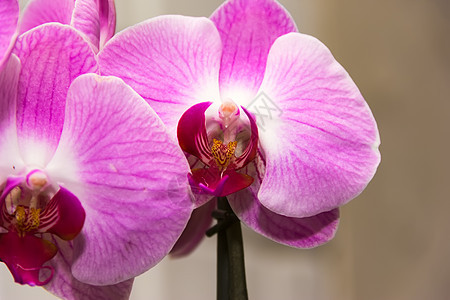 兰花紫罗兰植物学情调紫色花朵植物群植物白色粉色叶子热带图片
