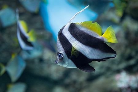 在莫斯科海洋馆的热带鱼类水族馆游泳殖民地气候宠物红色野生动物植物动物收藏图片