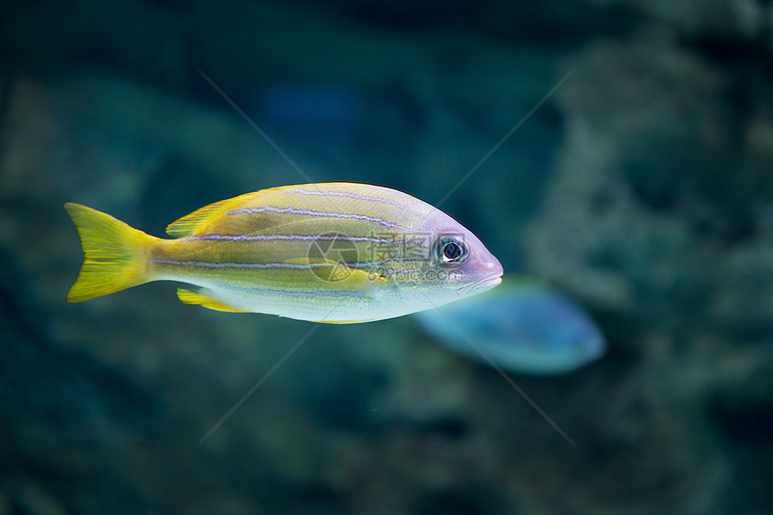 在莫斯科海洋馆的热带鱼类殖民地野生动物植物宠物游泳收藏动物海洋馆水族馆红色图片