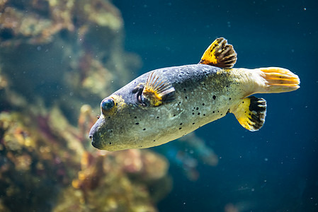 在莫斯科海洋馆的热带鱼类游泳动物气候红色水族馆收藏宠物植物殖民地野生动物图片