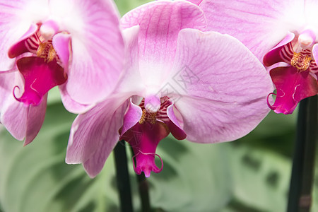 兰花紫罗兰叶子白色活力植物紫色热带异国情调植物学花朵背景图片