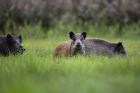 野生野猪动物哺乳动物打猎森林荒野木头野生动物绿色图片