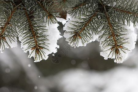 覆有雪雪的斯普鲁斯树枝针叶下雪分支机构天气森林植物场景云杉季节公园图片