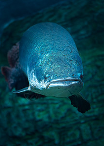 莫斯科海洋馆巨型鱼类海洋馆动物殖民地收藏宠物水族馆野生动物游泳图片