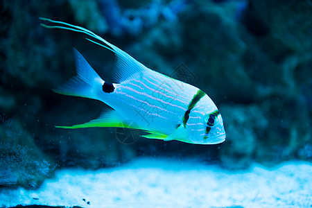 水族馆和鱼在莫斯科海洋馆的热带鱼类动物宠物气候殖民地红色植物海洋馆水族馆游泳收藏背景