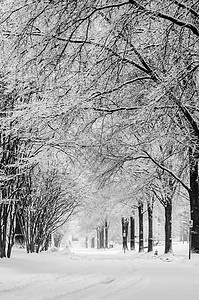 冬季暴风雨过后 雪覆盖了道路和树木薄片城市风暴图片