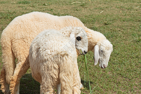 两只羊在绿草原上图片