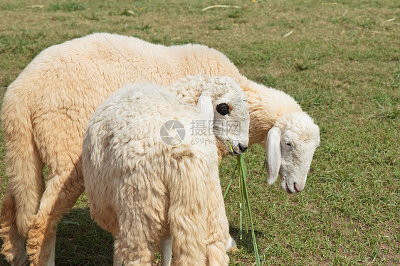 两只羊在绿草原上图片
