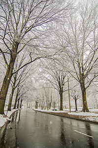 冬季暴风雨过后 雪覆盖了道路和树木薄片城市风暴图片