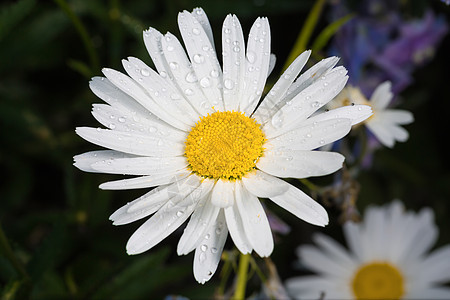 一个令人惊叹的不真实的玫瑰雌蕊花瓣紫色池塘雨滴甘菊反射植物洋甘菊图片