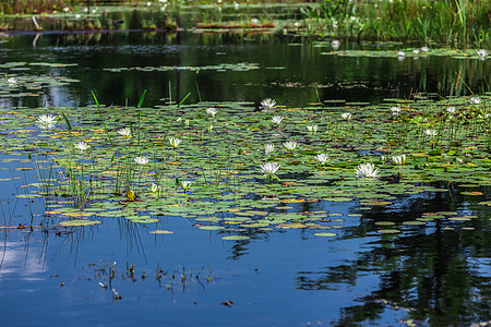 湖上有很多百合板植物辉煌阳光花园百合宏观季节池塘叶子花瓣图片
