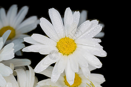 一个令人惊叹的不真实的卡通雌蕊洋甘菊紫色反射甘菊雨滴宏观植物水滴池塘图片