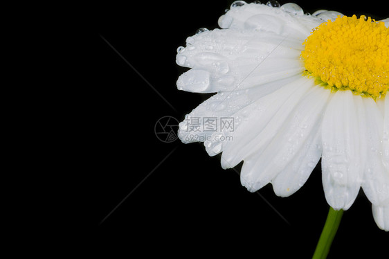 一个令人惊叹的不真实的卡通天空水滴花束紫色植物雨滴池塘雌蕊花瓣反射图片