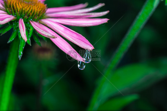 美丽的伊切纳塞亚辉煌水滴脆弱性用品花园热带甘菊紫色花束园艺图片