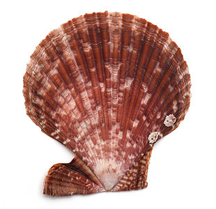 白色背景的贝壳紧闭热带星星动物海岸海星旅行环境支撑贝类螺旋图片