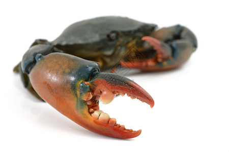 白上孤立的螃蟹动物甲壳食物贝类影棚健康饮食海鲜图片