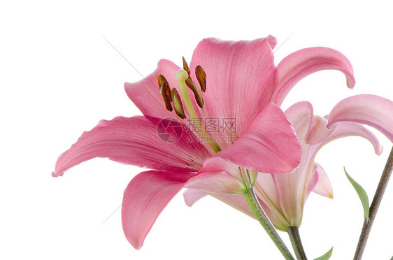 粉粉百合白色庆典投标花园香味花店粉色植物作品花束图片