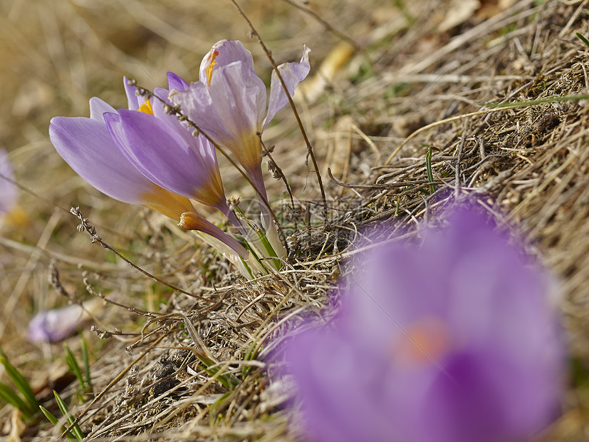 番红花花花园草地白色绿色雪花紫色季节花瓣植物叶子图片