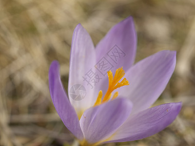 番红花花绿色叶子季节紫色草地雪花植物群植物白色花瓣图片