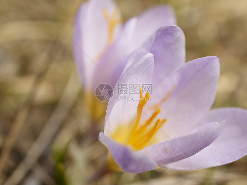 番红花花植物花园白色绿色雪花花瓣紫色草地叶子季节图片