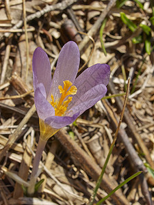 番红花花花瓣花园雪花植物群季节叶子紫色植物草地白色图片