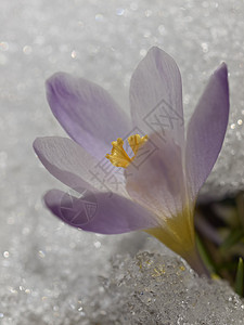 雪中花朵紫色雪花花瓣花园白色叶子绿色植物群植物草地图片