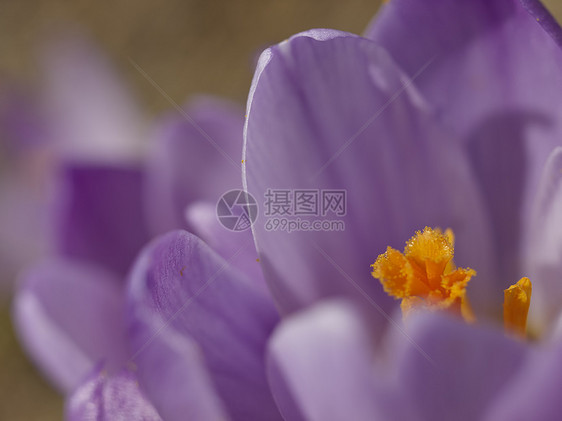 番红花花紫色雪花叶子花园植物草地白色花瓣植物群季节图片