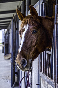 马螺柱骑术哺乳动物棕色白色小马荒野谷仓农场鬃毛图片