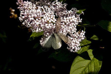 性关系蝴蝶性别灌木紫色叶子花园白色生活青虫绿色灌木丛图片
