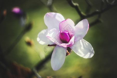 春春时公园里花朵紫色深色花园花束脆弱性植物学花瓣叶子宏观生长图片