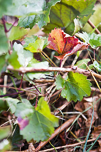 红叶绿色白色橙子食物花园植物黄色叶子水果季节图片