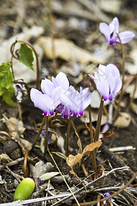 烟花植物植物群花朵红色季节绿色花瓣白色花园园艺图片