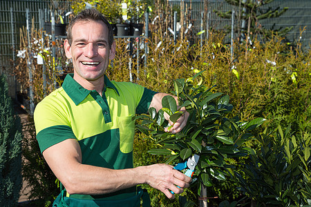 园丁在育苗处修剪树木或植物农场工作服男性苗圃男人绿色植物剪刀农民中心园艺图片