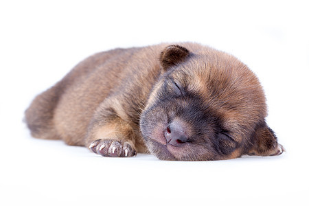 睡着小狗毛皮朋友白色棕色说谎婴儿工作室睡眠动物宠物图片