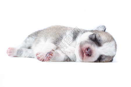睡着小狗白色宠物工作室灰色睡眠婴儿动物朋友说谎毛皮图片