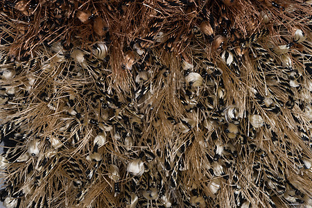 棕色地毯羊毛地面地板维修纺织品材料油布帆布房子小地毯图片